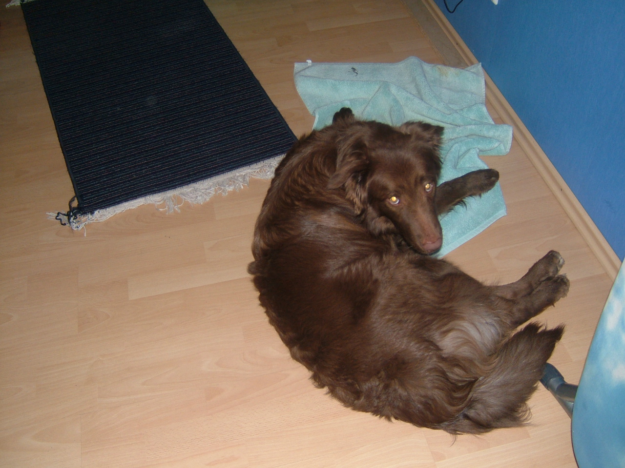 "Idefix" (Border Collie, Deutscher Schäferhund, Labrador) Border Collie Deutscher Schäferhund Labrador 